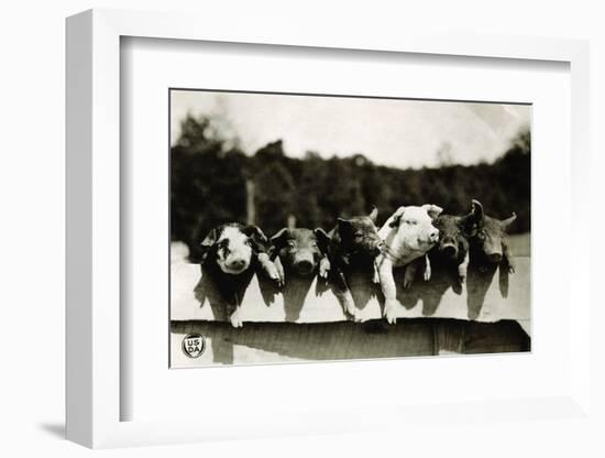 Row of Pigs Resting on Fence-null-Framed Photographic Print