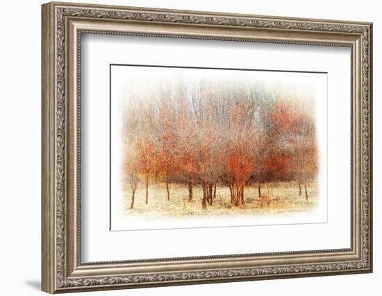 Row of Red Trees-Chris Vest-Framed Photographic Print