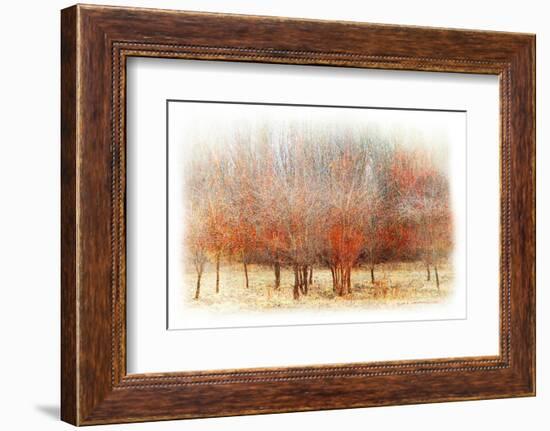 Row of Red Trees-Chris Vest-Framed Photographic Print