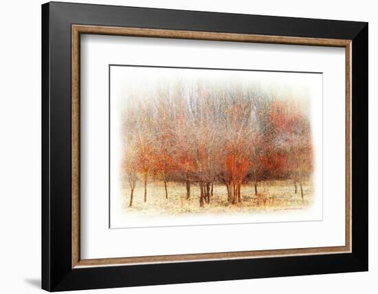 Row of Red Trees-Chris Vest-Framed Photographic Print