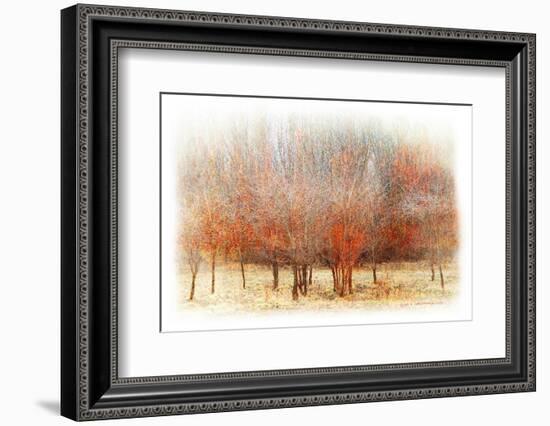 Row of Red Trees-Chris Vest-Framed Photographic Print