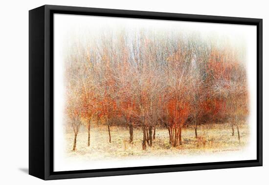 Row of Red Trees-Chris Vest-Framed Premier Image Canvas