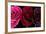 Row Of Roses On Black-Tom Quartermaine-Framed Giclee Print