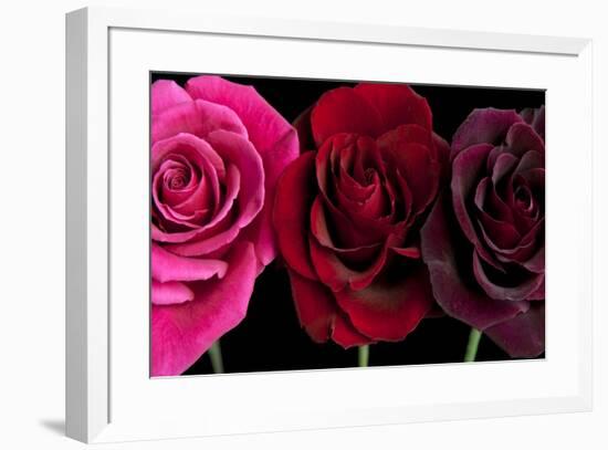 Row Of Roses On Black-Tom Quartermaine-Framed Giclee Print