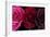 Row Of Roses On Black-Tom Quartermaine-Framed Giclee Print