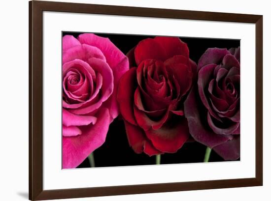 Row Of Roses On Black-Tom Quartermaine-Framed Giclee Print