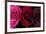 Row Of Roses On Black-Tom Quartermaine-Framed Giclee Print