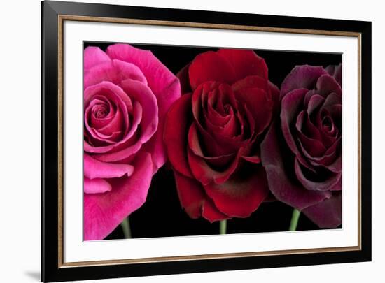 Row Of Roses On Black-Tom Quartermaine-Framed Giclee Print
