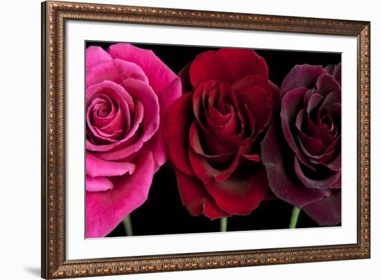 Row Of Roses On Black-Tom Quartermaine-Framed Giclee Print