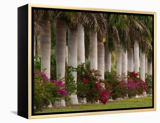 Row of Stately Cuban Royal Palms, Bougainvilleas Flowers, Miami, Florida, USA-Adam Jones-Framed Premier Image Canvas