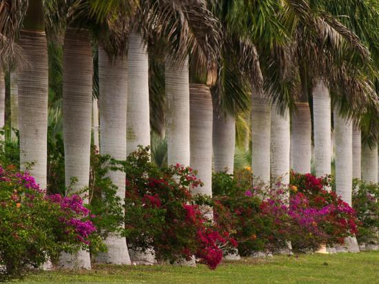 Row of Stately Cuban Royal Palms, Bougainvilleas Flowers, Miami, Florida,  USA' Photographic Print - Adam Jones | Art.com