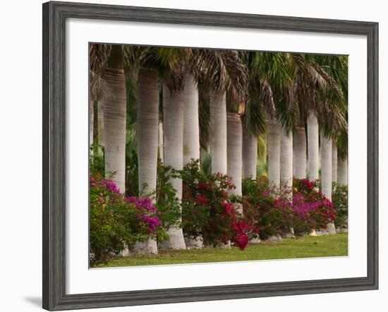 Row of Stately Cuban Royal Palms, Bougainvilleas Flowers, Miami, Florida, USA-Adam Jones-Framed Photographic Print