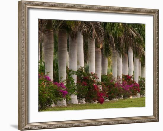 Row of Stately Cuban Royal Palms, Bougainvilleas Flowers, Miami, Florida, USA-Adam Jones-Framed Photographic Print