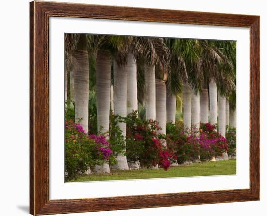 Row of Stately Cuban Royal Palms, Bougainvilleas Flowers, Miami, Florida, USA-Adam Jones-Framed Photographic Print