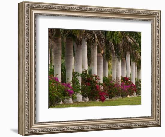 Row of Stately Cuban Royal Palms, Bougainvilleas Flowers, Miami, Florida, USA-Adam Jones-Framed Photographic Print