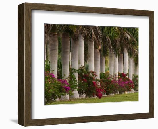 Row of Stately Cuban Royal Palms, Bougainvilleas Flowers, Miami, Florida, USA-Adam Jones-Framed Photographic Print