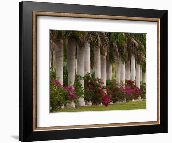 Row of Stately Cuban Royal Palms, Bougainvilleas Flowers, Miami, Florida, USA-Adam Jones-Framed Photographic Print