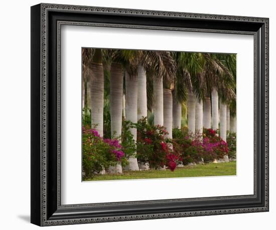 Row of Stately Cuban Royal Palms, Bougainvilleas Flowers, Miami, Florida, USA-Adam Jones-Framed Photographic Print