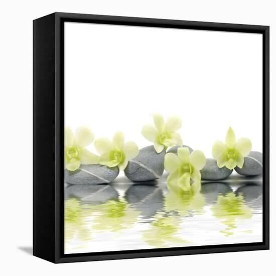 Row of Stones and Orchid with Reflection-Apollofoto-Framed Premier Image Canvas