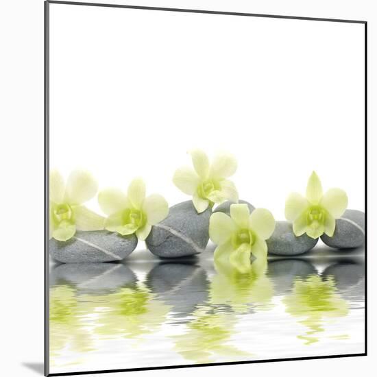 Row of Stones and Orchid with Reflection-Apollofoto-Mounted Photographic Print