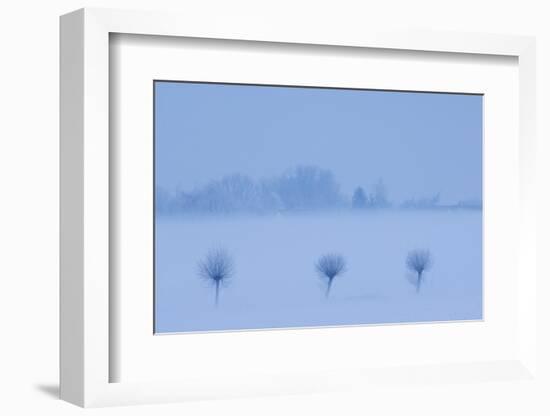 Row of three trees in snow, Groot Schietveld, Wuustwezel, Belgium, January 2010.-Bernard Castelein-Framed Photographic Print