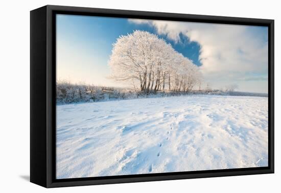 Row of trees, after hoar frost, nr Bradworthy, Devon, UK-Ross Hoddinott-Framed Premier Image Canvas