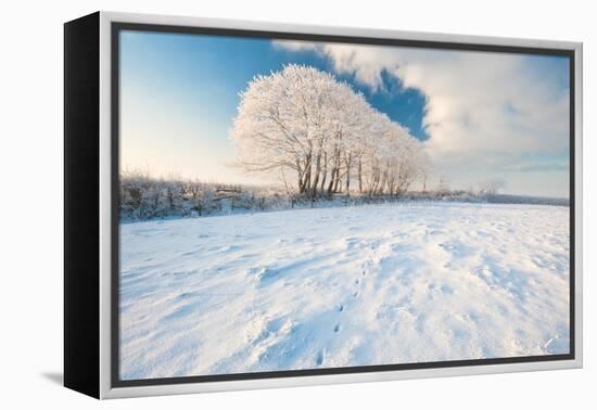 Row of trees, after hoar frost, nr Bradworthy, Devon, UK-Ross Hoddinott-Framed Premier Image Canvas