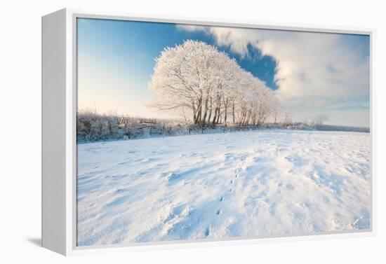 Row of trees, after hoar frost, nr Bradworthy, Devon, UK-Ross Hoddinott-Framed Premier Image Canvas