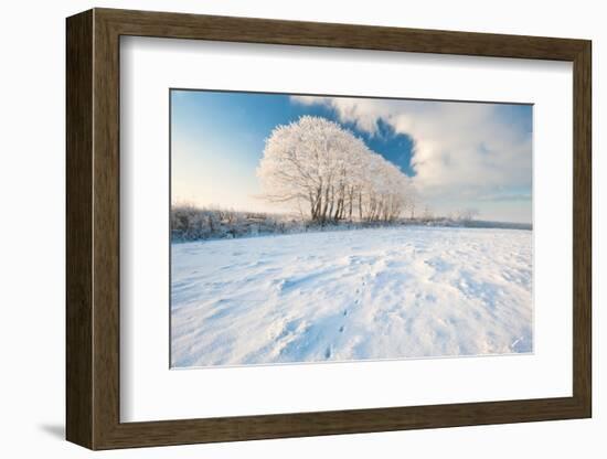 Row of trees, after hoar frost, nr Bradworthy, Devon, UK-Ross Hoddinott-Framed Photographic Print