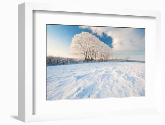 Row of trees, after hoar frost, nr Bradworthy, Devon, UK-Ross Hoddinott-Framed Photographic Print