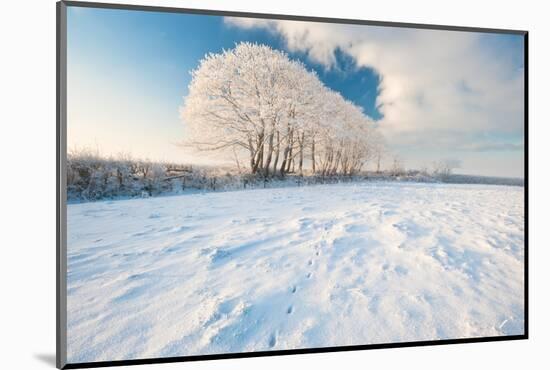 Row of trees, after hoar frost, nr Bradworthy, Devon, UK-Ross Hoddinott-Mounted Photographic Print