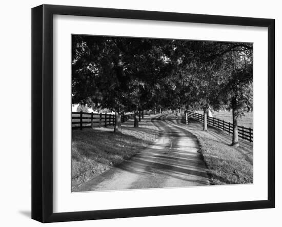 Row of Trees and Country Lane at Dawn, Bluegrass Region, Kentucky, USA-Adam Jones-Framed Photographic Print