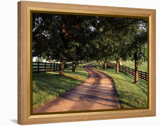 Row of Trees and Country Lane at Dawn, Bluegrass Region, Kentucky, USA-Adam Jones-Framed Premier Image Canvas