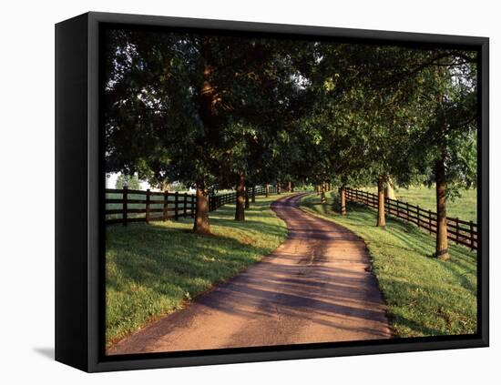 Row of Trees and Country Lane at Dawn, Bluegrass Region, Kentucky, USA-Adam Jones-Framed Premier Image Canvas