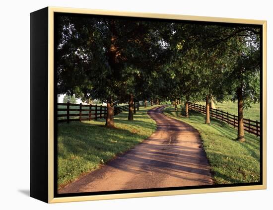 Row of Trees and Country Lane at Dawn, Bluegrass Region, Kentucky, USA-Adam Jones-Framed Premier Image Canvas