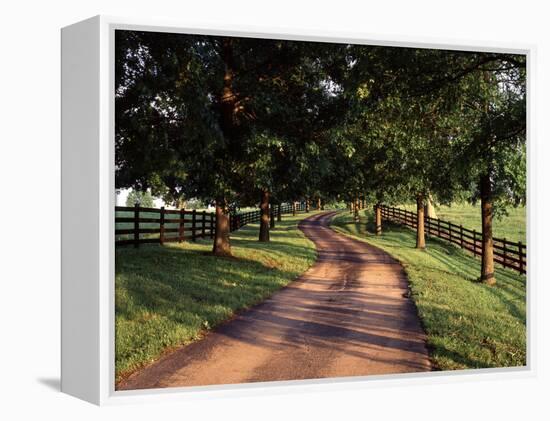 Row of Trees and Country Lane at Dawn, Bluegrass Region, Kentucky, USA-Adam Jones-Framed Premier Image Canvas