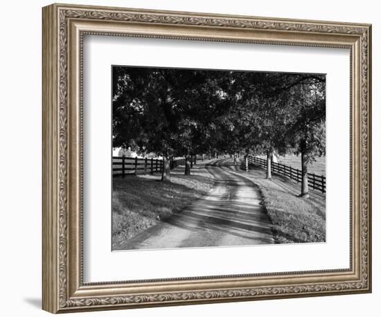 Row of Trees and Country Lane at Dawn, Bluegrass Region, Kentucky, USA-Adam Jones-Framed Photographic Print