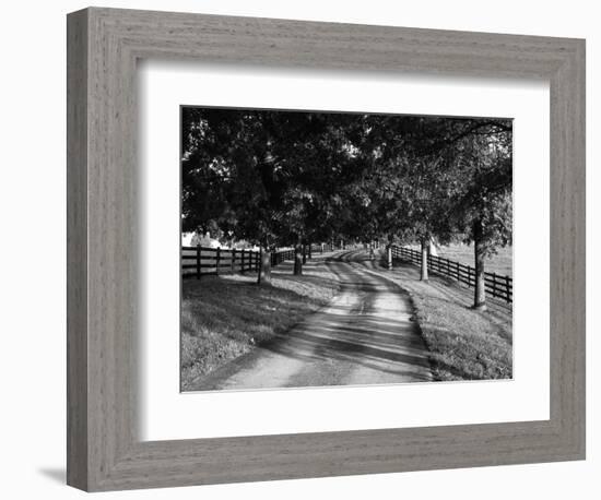 Row of Trees and Country Lane at Dawn, Bluegrass Region, Kentucky, USA-Adam Jones-Framed Photographic Print
