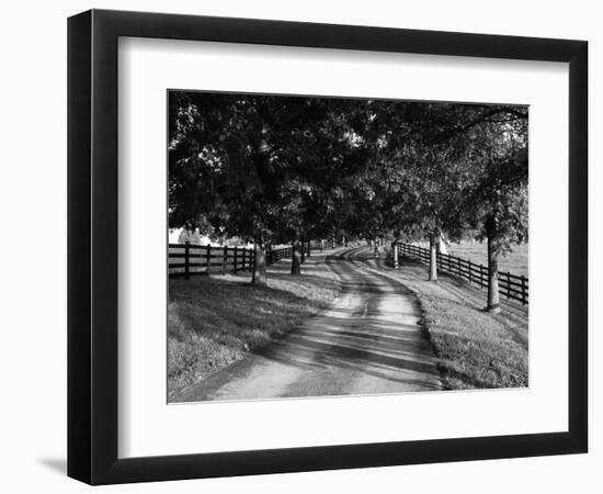 Row of Trees and Country Lane at Dawn, Bluegrass Region, Kentucky, USA-Adam Jones-Framed Photographic Print