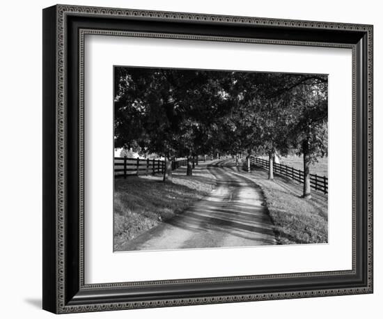 Row of Trees and Country Lane at Dawn, Bluegrass Region, Kentucky, USA-Adam Jones-Framed Photographic Print