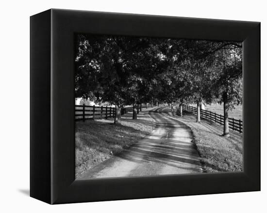 Row of Trees and Country Lane at Dawn, Bluegrass Region, Kentucky, USA-Adam Jones-Framed Premier Image Canvas