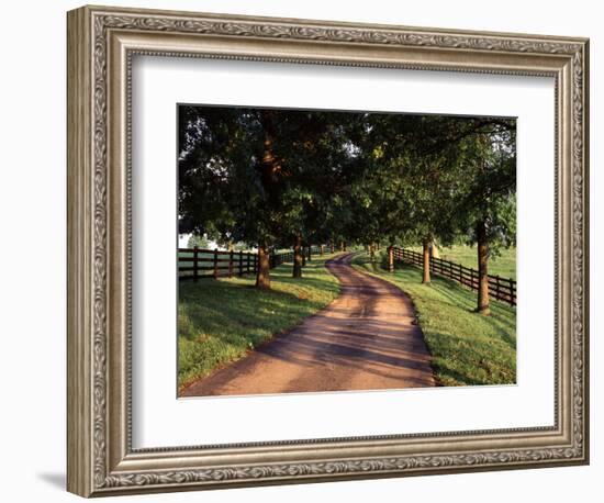 Row of Trees and Country Lane at Dawn, Bluegrass Region, Kentucky, USA-Adam Jones-Framed Photographic Print