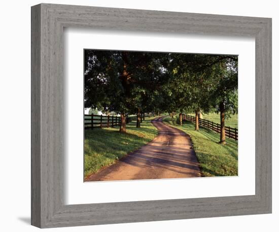 Row of Trees and Country Lane at Dawn, Bluegrass Region, Kentucky, USA-Adam Jones-Framed Photographic Print