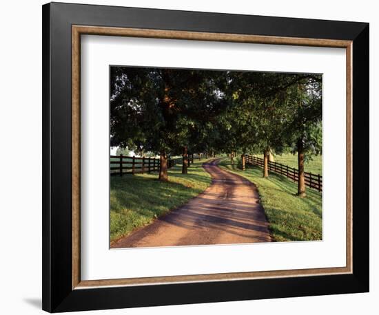 Row of Trees and Country Lane at Dawn, Bluegrass Region, Kentucky, USA-Adam Jones-Framed Photographic Print