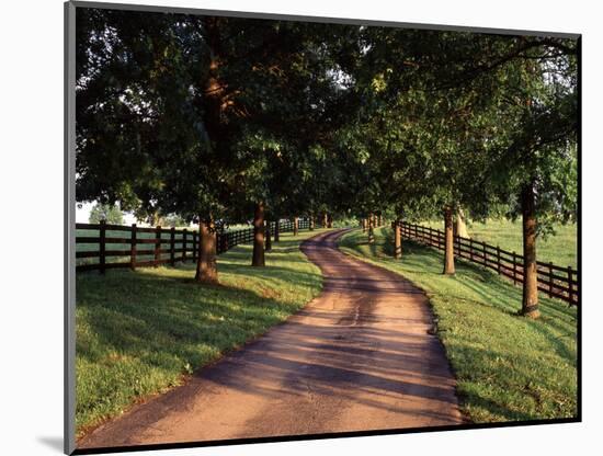 Row of Trees and Country Lane at Dawn, Bluegrass Region, Kentucky, USA-Adam Jones-Mounted Photographic Print