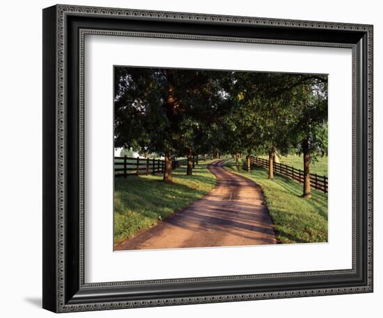 Row of Trees and Country Lane at Dawn, Bluegrass Region, Kentucky, USA-Adam Jones-Framed Photographic Print