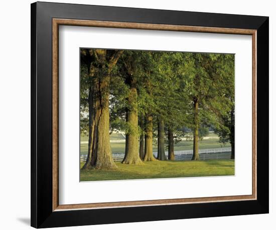 Row of Trees and Fences at Sunrise, Kentucky Horse Park, Lexington, Kentucky, USA-Adam Jones-Framed Photographic Print