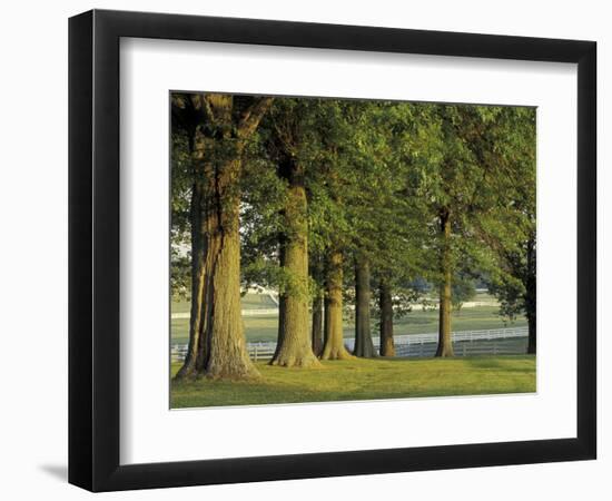 Row of Trees and Fences at Sunrise, Kentucky Horse Park, Lexington, Kentucky, USA-Adam Jones-Framed Photographic Print