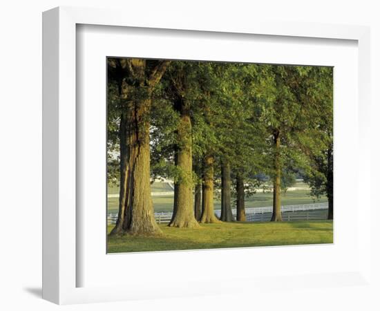 Row of Trees and Fences at Sunrise, Kentucky Horse Park, Lexington, Kentucky, USA-Adam Jones-Framed Photographic Print