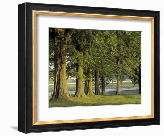 Row of Trees and Fences at Sunrise, Kentucky Horse Park, Lexington, Kentucky, USA-Adam Jones-Framed Photographic Print